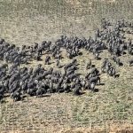 Herd of elephants moving across Borno