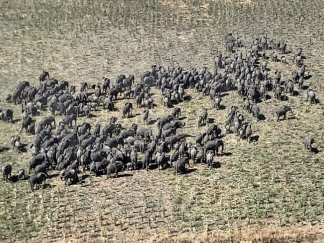 Herd of elephants moving across Borno