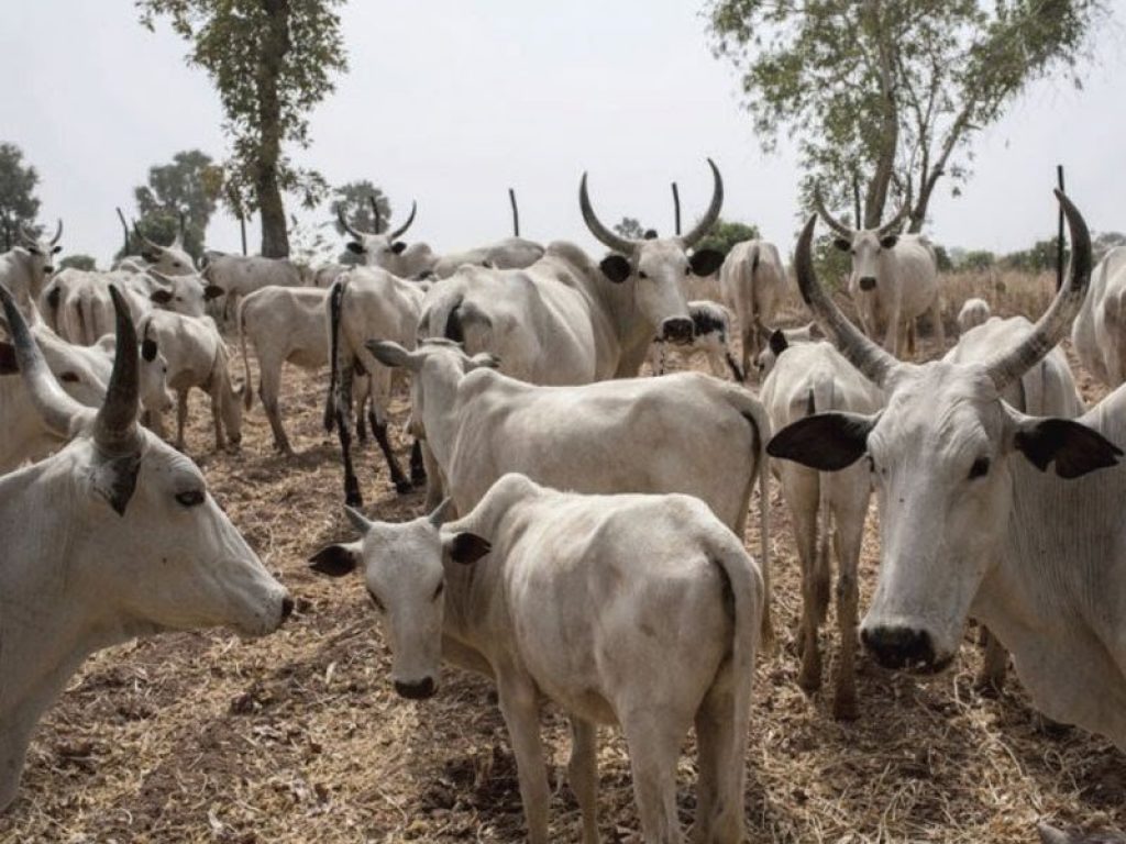 Nigeria On High Alert As Deadly Cattle Disease Hits Niger Republic