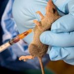 Lassa Fever