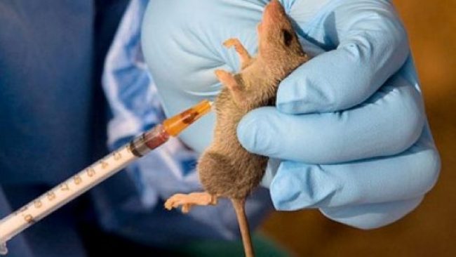 Lassa Fever