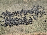 Herd of Elephants Return To Borno After A Decade Of Insurgency