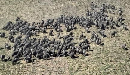 Herd of Elephants Return To Borno After A Decade Of Insurgency
