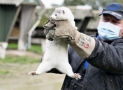 Denmark To Cull 15 Million Minks Over Coronavirus Mutation
