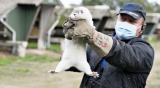 Denmark To Cull 15 Million Minks Over Coronavirus Mutation