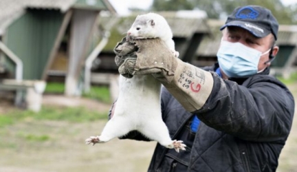 Denmark To Cull 15 Million Minks Over Coronavirus Mutation