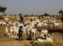 Court Declares RUGA, Cattle Colony Illegal, Unconstitutional