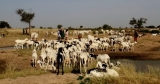 Court Declares RUGA, Cattle Colony Illegal, Unconstitutional