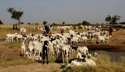 Court Declares RUGA, Cattle Colony Illegal, Unconstitutional