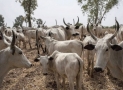 Nigeria On High Alert As Deadly Cattle Disease Hits Niger Republic