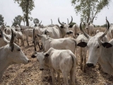 Nigeria On High Alert As Deadly Cattle Disease Hits Niger Republic