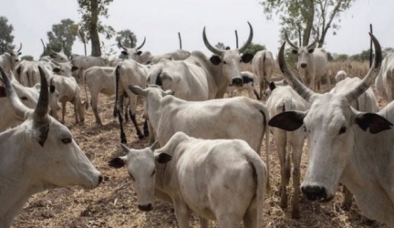 Nigeria On High Alert As Deadly Cattle Disease Hits Niger Republic