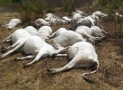 Apprehension As Strange Thunder strikes over 30 cows dead in Ondo Community