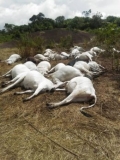 Apprehension As Strange Thunder strikes over 30 cows dead in Ondo Community