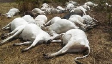 Apprehension As Strange Thunder strikes over 30 cows dead in Ondo Community
