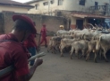 Amotekun, Soldiers Fight Over Seized 100 Cows In Ondo