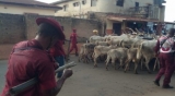 Amotekun, Soldiers Fight Over Seized 100 Cows In Ondo