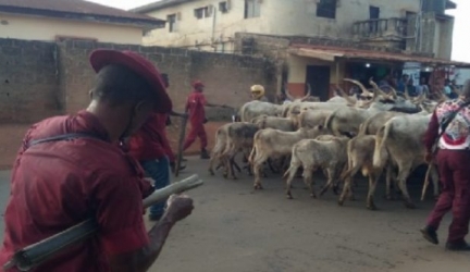Amotekun, Soldiers Fight Over Seized 100 Cows In Ondo