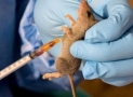Lassa Fever: NCDC Confirms 14 Deaths In 7 States