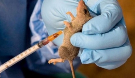 Lassa Fever: NCDC Confirms 14 Deaths In 7 States