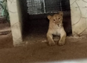 PHOTOS: Lagos Taskforce Discovers Lion In Residential Building
