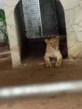 PHOTOS: Lagos Taskforce Discovers Lion In Residential Building