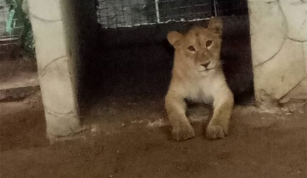 PHOTOS: Lagos Taskforce Discovers Lion In Residential Building