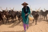 Delta State Community Bans Beef Over Herders’ Attacks