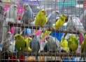 Court Jails Cab Driver for Unlawful Trafficking Of 12 Live Parrots