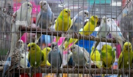 Court Jails Cab Driver for Unlawful Trafficking Of 12 Live Parrots
