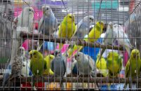 Court Jails Cab Driver for Unlawful Trafficking Of 12 Live Parrots