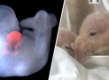 Chinese Lab Births The World’s First Monkey-Pig Hybrids