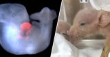 Chinese Lab Births The World’s First Monkey-Pig Hybrids