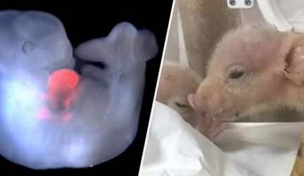 Chinese Lab Births The World’s First Monkey-Pig Hybrids