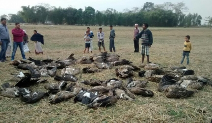 Stop Using Vultures For Medicine, NCF Tells Trado-medicine Practitioners